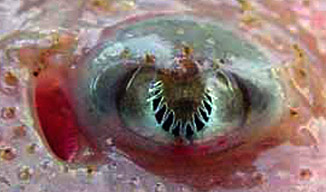 Leucoraja circularis_012.jpg